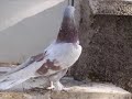 world famous kurdish hünkari pigeons   kürt güvercin 2