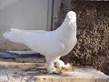 World Famous Kurdish Hünkari Pigeons - Kürt Güvercin 2 World Famous Kurdish Hünkari Pigeons - Kürt Güvercin 2