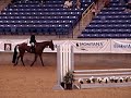 2008 Hunter Hack AQHA Select Word-Magic Journey