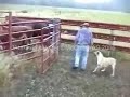 SA Boerboel working cattle in yard SA Boerboel working cattle in yard