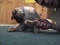 little pug puppy