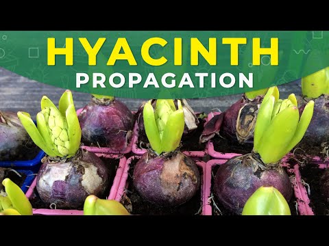 how to replant a hyacinth