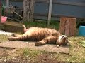 石畳の上で眠るツネオ君こける？ tsuneo