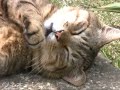 石畳の上で眠るツネオ君こける？ tsuneo