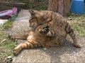 石畳の上で眠るツネオ君こける？ tsuneo