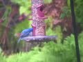 Indigo Bunting