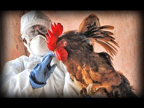 how to cure avian influenza