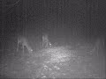 Trail camera deer pictures and video 2007 pt.2