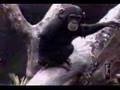 Macaco Enfia o Dedo no Ânus e Cheira