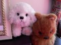 Peter Chan sing Teresa  Teng's song   Tian Mi Mi  - Sweet Honey Honey