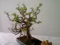 bonsai tree