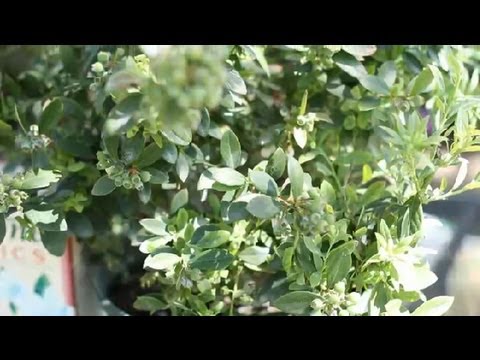 how to replant a small bush