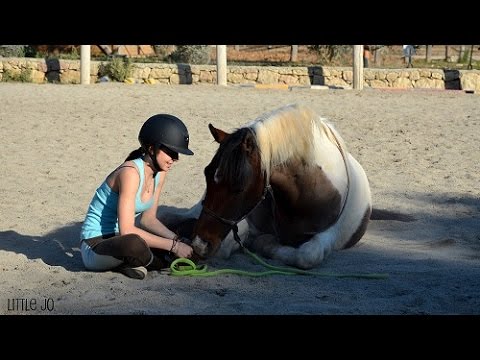 comment apprendre le assis a son cheval