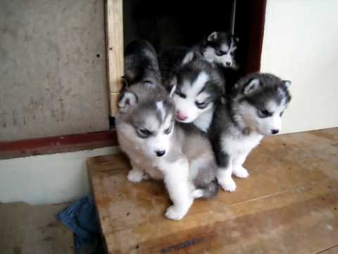 alaskan malamute