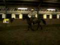 teach your horse to roll back fase 1