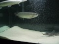 Jardini / Pearl Arowana after 5 months