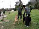 Young Handlers First Try