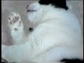 Cat & Olive Cat & Olive