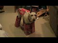 dog cosplay time