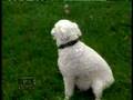 Narcoleptic Dog
