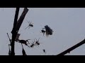 social spider prey capture