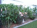 My Garden on the Bogue Sound, NC Part 2