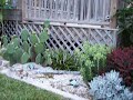 My Garden on the Bogue Sound, NC Part 2