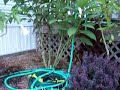 My Garden on the Bogue Sound, NC Part 2