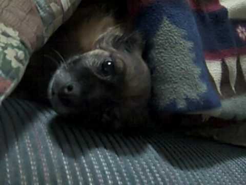 User submitted video