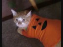 My Haloween Cats!!!