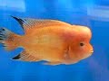 KF0428 -- 7\" ORANGE KAMFA - www.aquaticwonderland.com KF0428 -- 7\" ORANGE KAMFA - www.aquaticwonderland.com