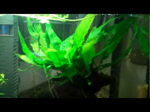 how to trim and replant aquarium plants