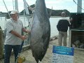 Giant Tuna in Paihia, Bay of Islands, NZ