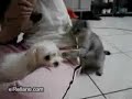 f?rlama kedi