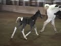 Rakus colt day 1