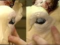 Whitetail Deer Taxidermy: Eyelid Sculpting with Rick Carter