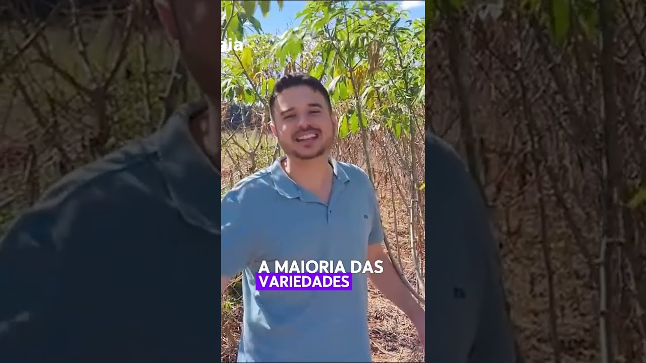 Se o chão rachou é bom sinal no mandiocal!  #plantas #hortalicas #mandioca