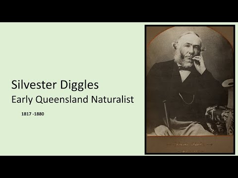 <p>Silvester Diggles, Early Qld Naturalist</p>
 video thumbnail