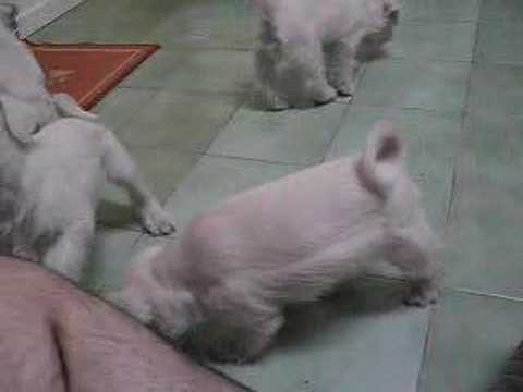 WHITE MINIATURE SCHNAUZER PLAYING / ...