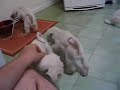 WHITE MINIATURE SCHNAUZER PLAYING / FILHOTES BRINCANDO WHITE MINIATURE SCHNAUZER PLAYING / FILHOTES BRINCANDO