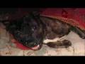 videos de PSA 2.mov