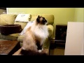 Ragdoll Cat Charlie Watches Cat Sitter DVD Volume II - ねこ - ラグドール - Floppycats