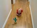 videos de Ollie and cactus