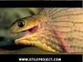 egg eating snake