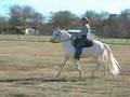 Missouri Fox Trotter Stallion Prince Moon Beam #2