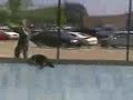 Office Building raccoon