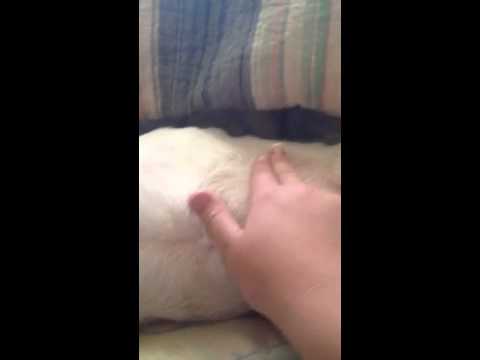 how to know if your dog is pregnant