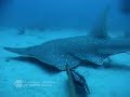 Reefcam: Deep-sea drama as shark stalks sea snake