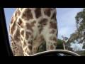 Feeding Giraffes at Fossil Rim Wildlife Center, Granbury, Tx Feeding Giraffes at Fossil Rim Wildlife Center, Granbury, Tx
