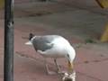 The Seagull in Rhode Island